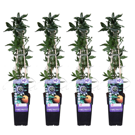 4x Passiflora caerulea – Passiebloem tuinplant – 65 cm hoog – potmaat 15 cm