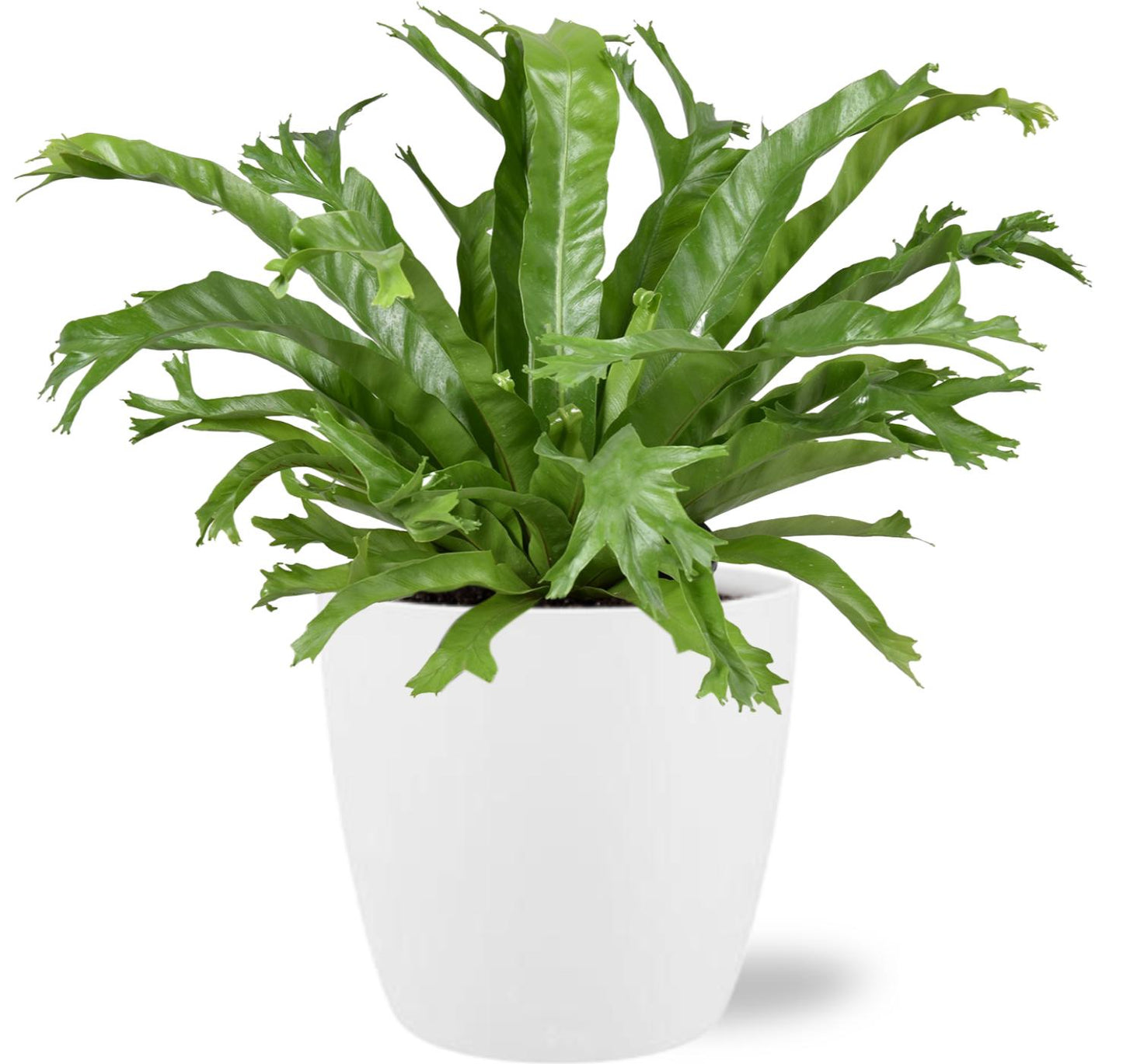 Asplenium Nidus Crissie – Luchtzuiverende kamerplant 40 cm met witte sierpot Ø18 cm