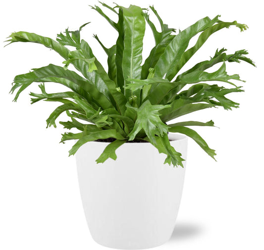 Asplenium Nidus Crissie – Luchtzuiverende kamerplant 40 cm met witte sierpot Ø18 cm