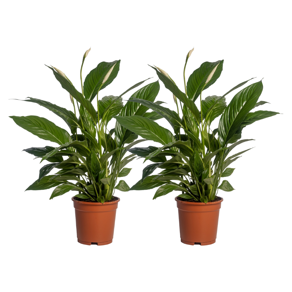 Spathiphyllum Vivaldi kamerplant – set van 2 – luchtzuiverend – Ø17 cm pot – ca. 70 cm hoog