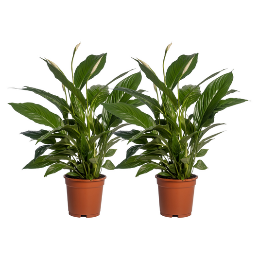 Spathiphyllum Vivaldi kamerplant – set van 2 – luchtzuiverend – Ø17 cm pot – ca. 70 cm hoog