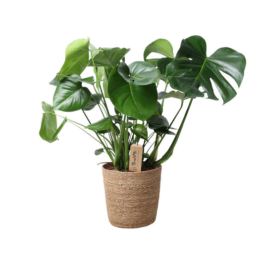 Monstera kamerplant in natuurlijke mand – Ø21 cm – hoogte 60 cm – luchtzuiverend en onderhoudsvriendelijk