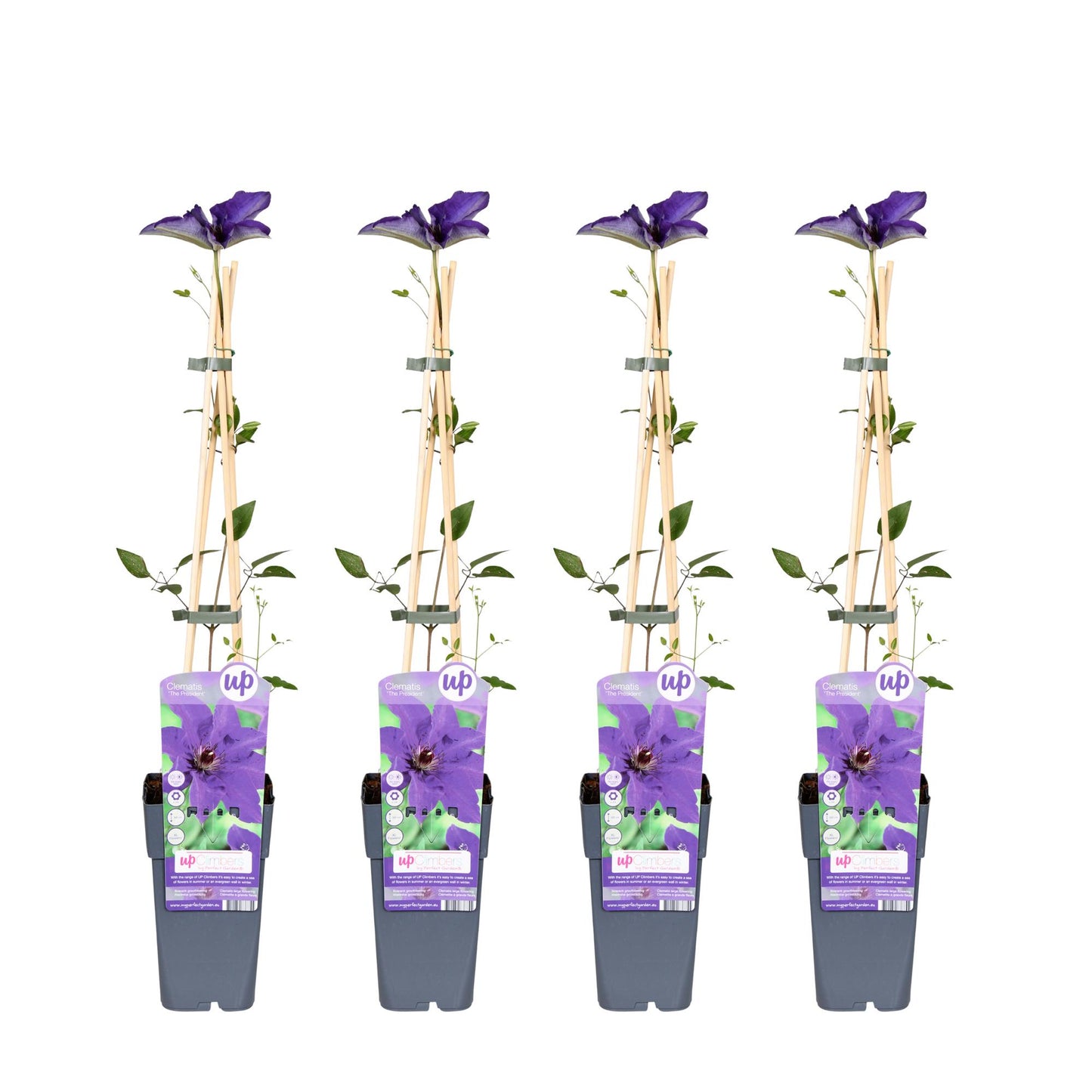 Clematis The President tuinplant – 4 stuks – klimplant met paarse bloemen – hoogte 65 cm – potmaat 15 cm