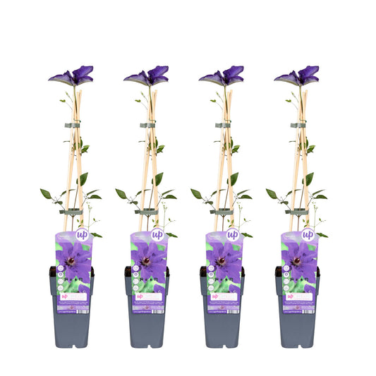 Clematis The President tuinplant – 4 stuks – klimplant met paarse bloemen – hoogte 65 cm – potmaat 15 cm
