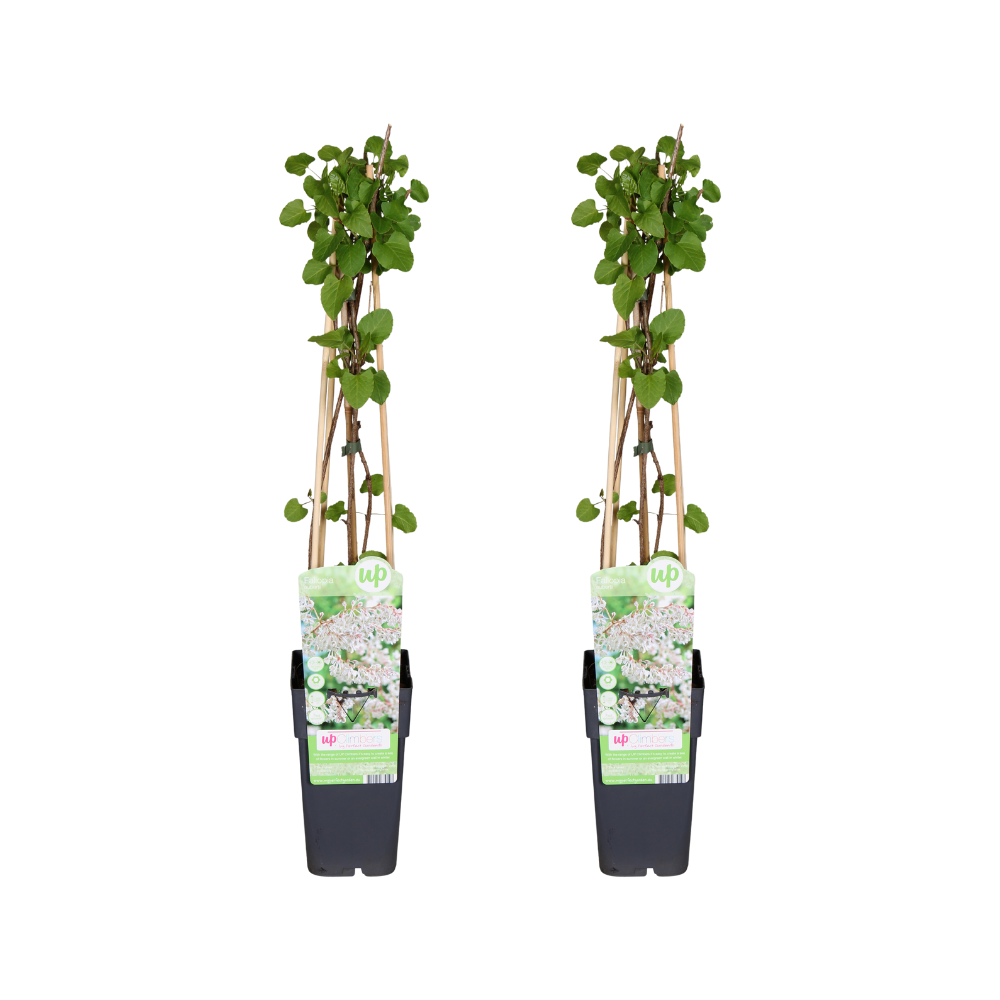 Fallopia baldschuanica kamerplant – Set van 2 – Potmaat 15 cm – Hoogte 65 cm – Onderhoudsvriendelijk