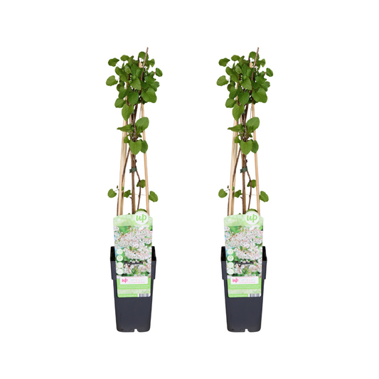 Fallopia baldschuanica kamerplant – Set van 2 – Potmaat 15 cm – Hoogte 65 cm – Onderhoudsvriendelijk