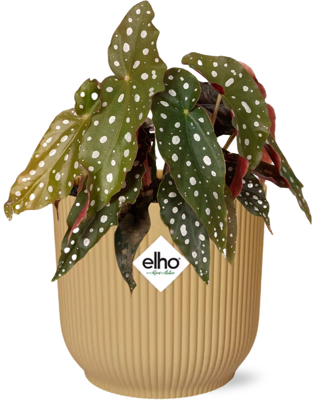 Begonia Maculata kamerplant met ELHO Vibes Fold pot geel – 40 cm hoog, luchtzuiverend