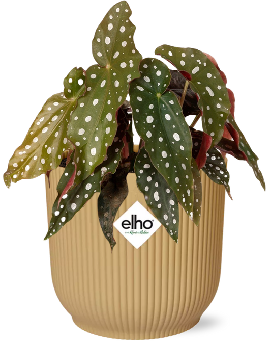 Begonia Maculata kamerplant met ELHO Vibes Fold pot geel – 40 cm hoog, luchtzuiverend