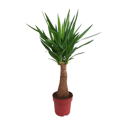 Yucca "Maya Tree" kamerplant – stamhoogte 40 cm – Ø21 cm pot – hoogte ca. 100 cm – luchtzuiverend & onderhoudsvriendelijk