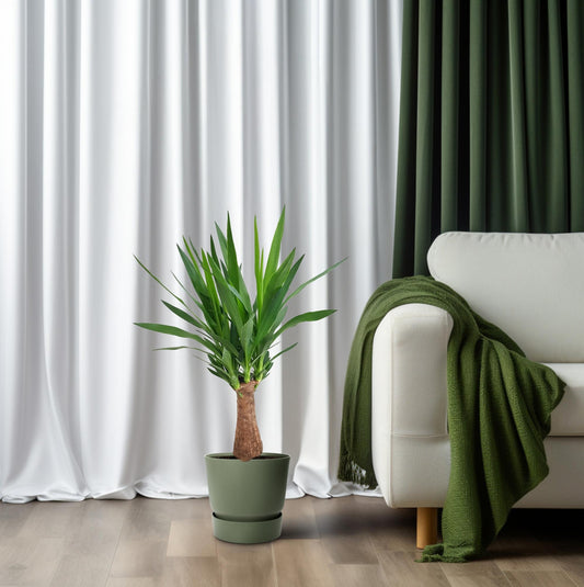 Yucca Maya Tree kamerplant – stamhoogte 30 cm – Ø19 cm pot – hoogte ca. 80 cm – onderhoudsvriendelijk & luchtzuiverend