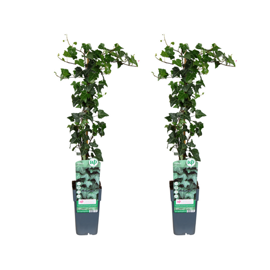 Hedera helix – 2 tuinplanten – Ø15 cm pot – lengte ca. 65 cm – winterharde klimop – groenblijvend & onderhoudsvriendelijk