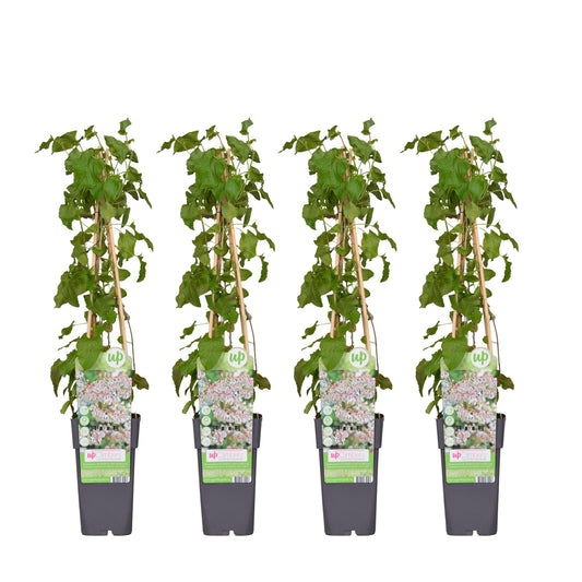 4 stuks Fallopia baldschuanica – Klimplant – 65 cm hoog – Potmaat 15 cm – Snelgroeiende tuinplant