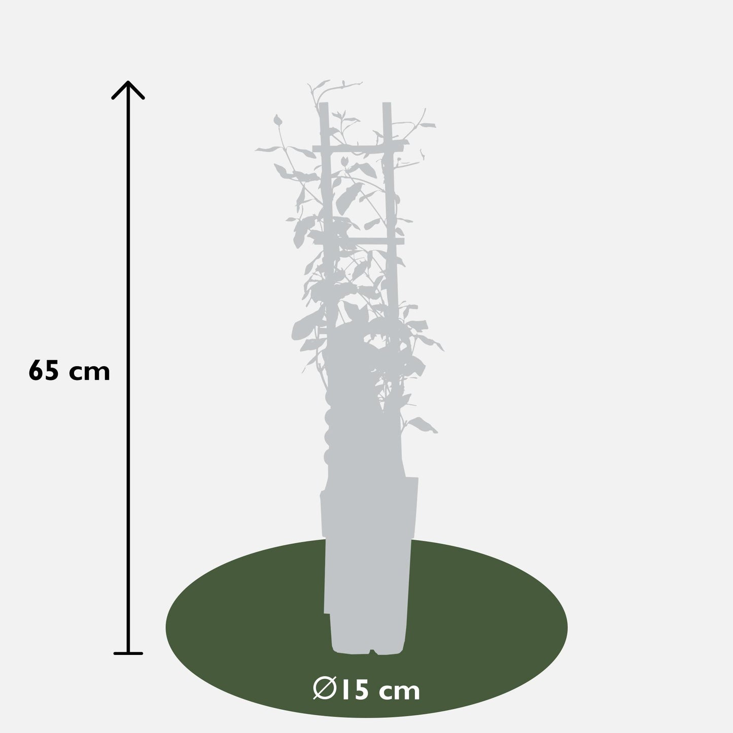 2x Sterjasmijn Trachelospermum 'Star of Toscana' – Tuinplant – 65 cm hoog – Potmaat 15 cm