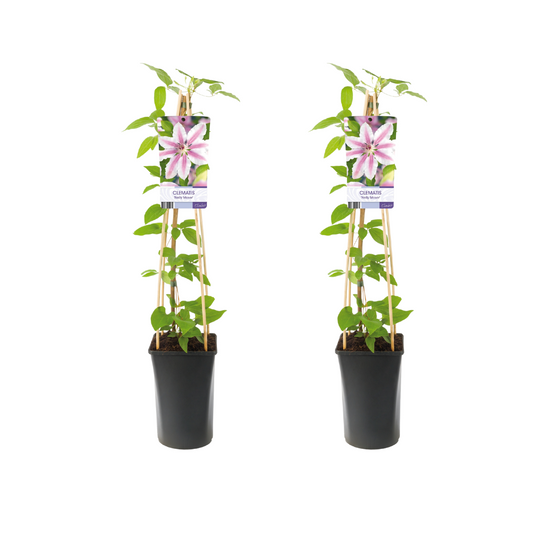 Clematis Nelly Moser kamerplant – 2 stuks – potmaat 17 cm – hoogte 75 cm