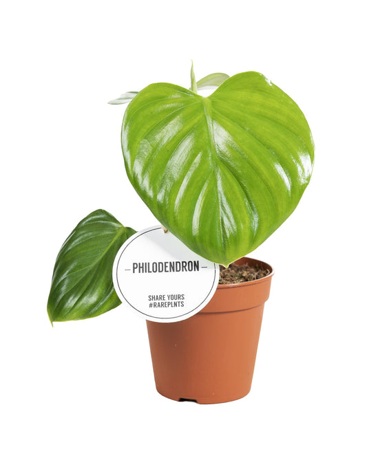 Philodendron Pittieri kamerplant – compact & luchtzuiverend – Ø12 cm pot – ca. 30 cm hoog