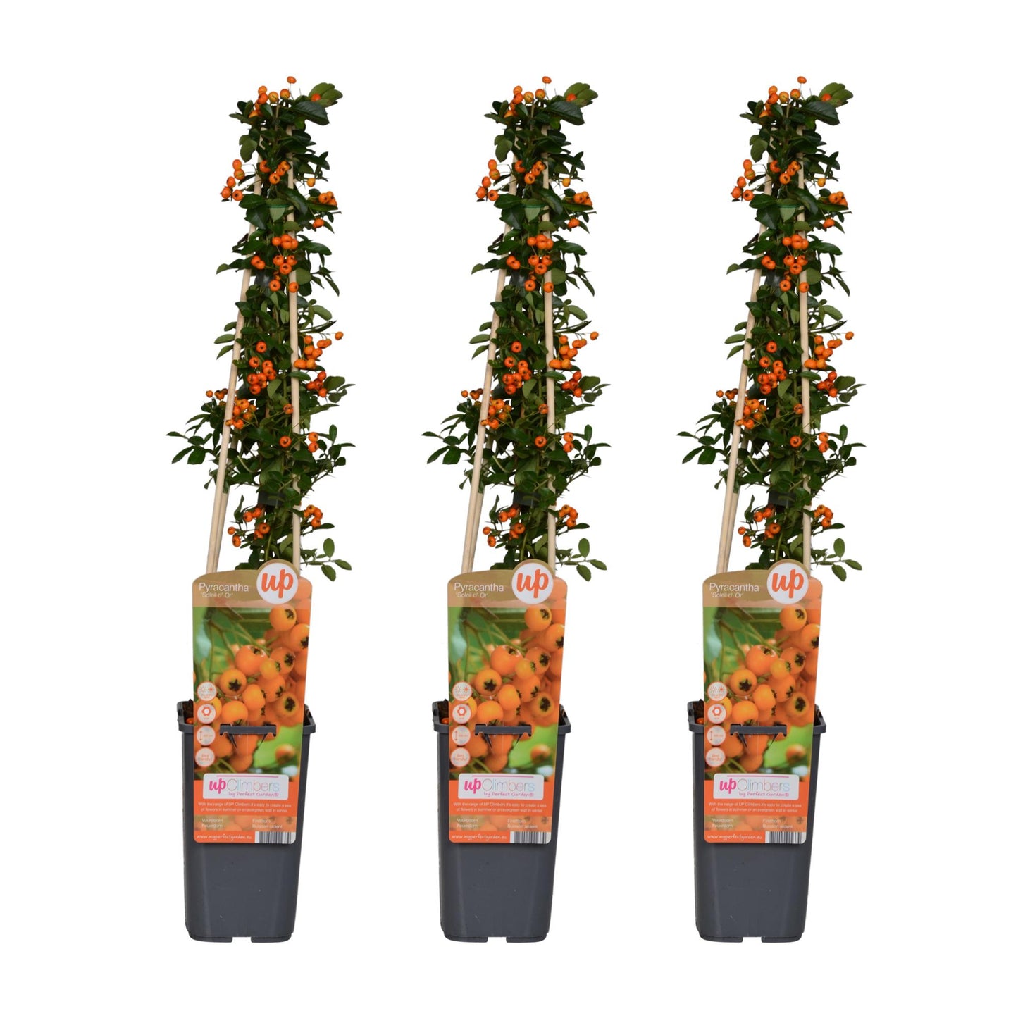 Pyracantha 'Soleil d'Or' tuinplant – 3 stuks – 65 cm hoog – potmaat 15 cm