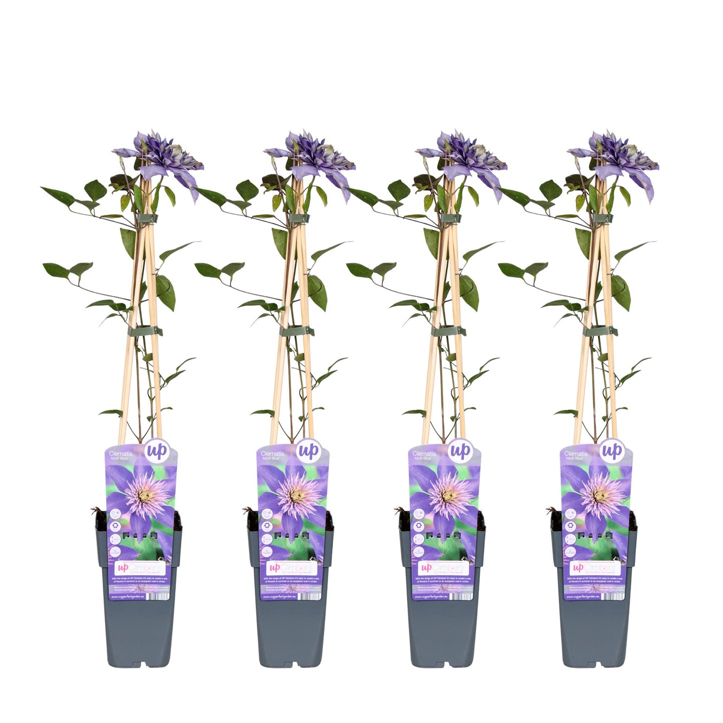 Clematis Multi Blue tuinplant – 4 stuks – klimplant met dubbele bloei – hoogte 65 cm – potmaat 15 cm