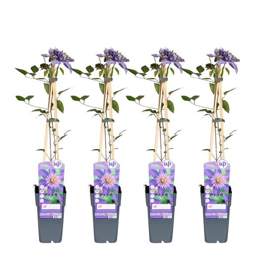 Clematis Multi Blue tuinplant – 4 stuks – klimplant met dubbele bloei – hoogte 65 cm – potmaat 15 cm