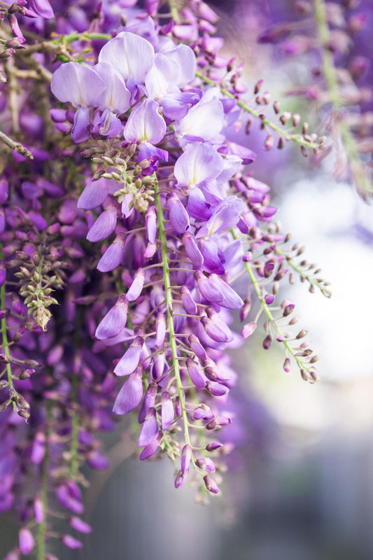 2x Wisteria floribunda ‘Naga Noda’ tuinplant – dubbele blauwe regen – klimplant met lange paarse bloemtrossen – Ø15 cm pot – hoogte 65 cm