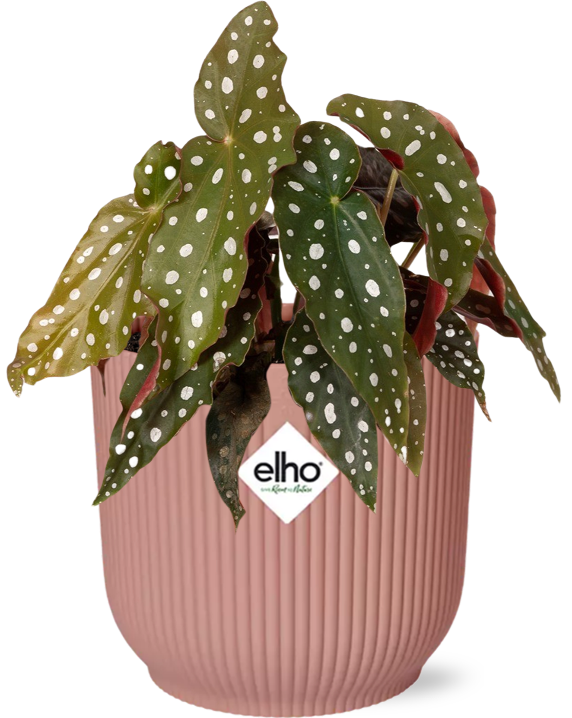Begonia Maculata kamerplant met ELHO Vibes Fold pot 14 cm roze – opvallend blad & eenvoudig te verzorgen