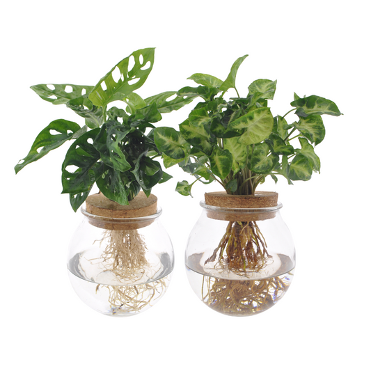 Hydroponie kamerplantenset Monstera Adansonii & Syngonium – 2 stuks – Ø12 cm – hoogte 12 tot 30 cm