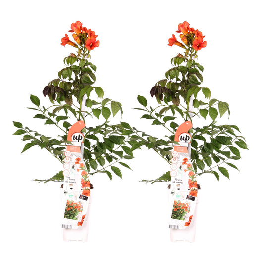 2x Campsis Summer Jazz ‘Fire Trumpet’ tuinplant – rode trompetbloem – compacte klimplant – Ø15 cm pot – hoogte 65 cm – zelfhechtend & winterhard