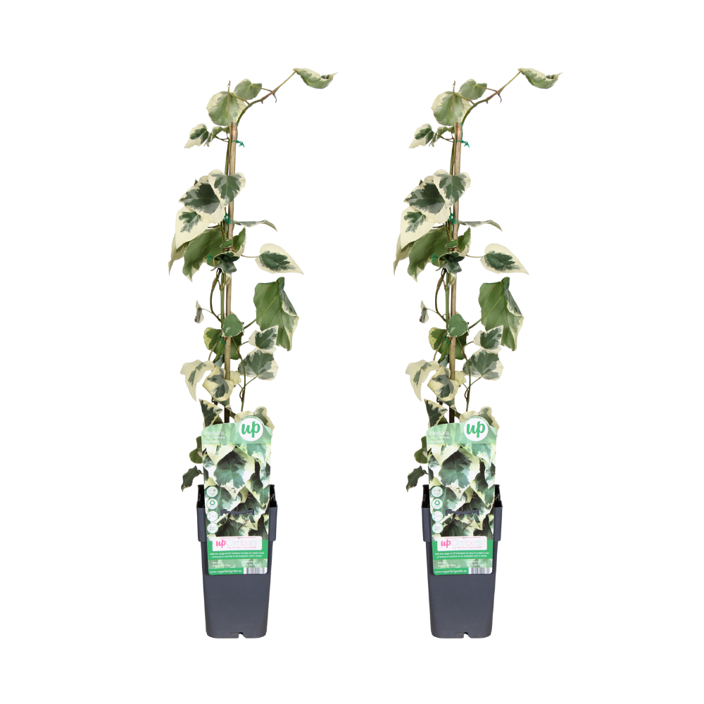 Hedera colchica Dentata Variegata – Klimop tuinplant – 2 stuks – potmaat 15 cm – hoogte 65 cm
