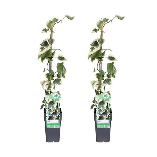 Hedera colchica Dentata Variegata – Klimop tuinplant – 2 stuks – potmaat 15 cm – hoogte 65 cm