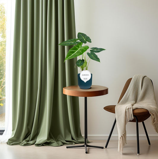 Alocasia Frydek kamerplant – Ø12 cm – hoogte ca. 35 cm – Olifantsoor – tropisch & luchtzuiverend