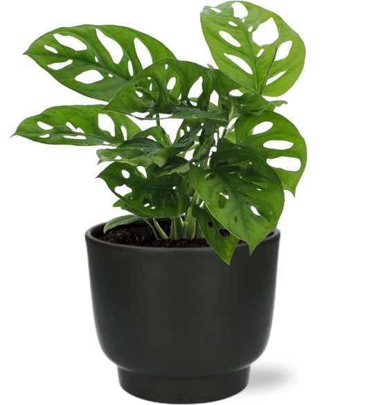 Monstera Monkey Leaf kamerplant – 30cm hoog – Ø12cm – Luchtzuiverend – Inclusief zwarte sierpot