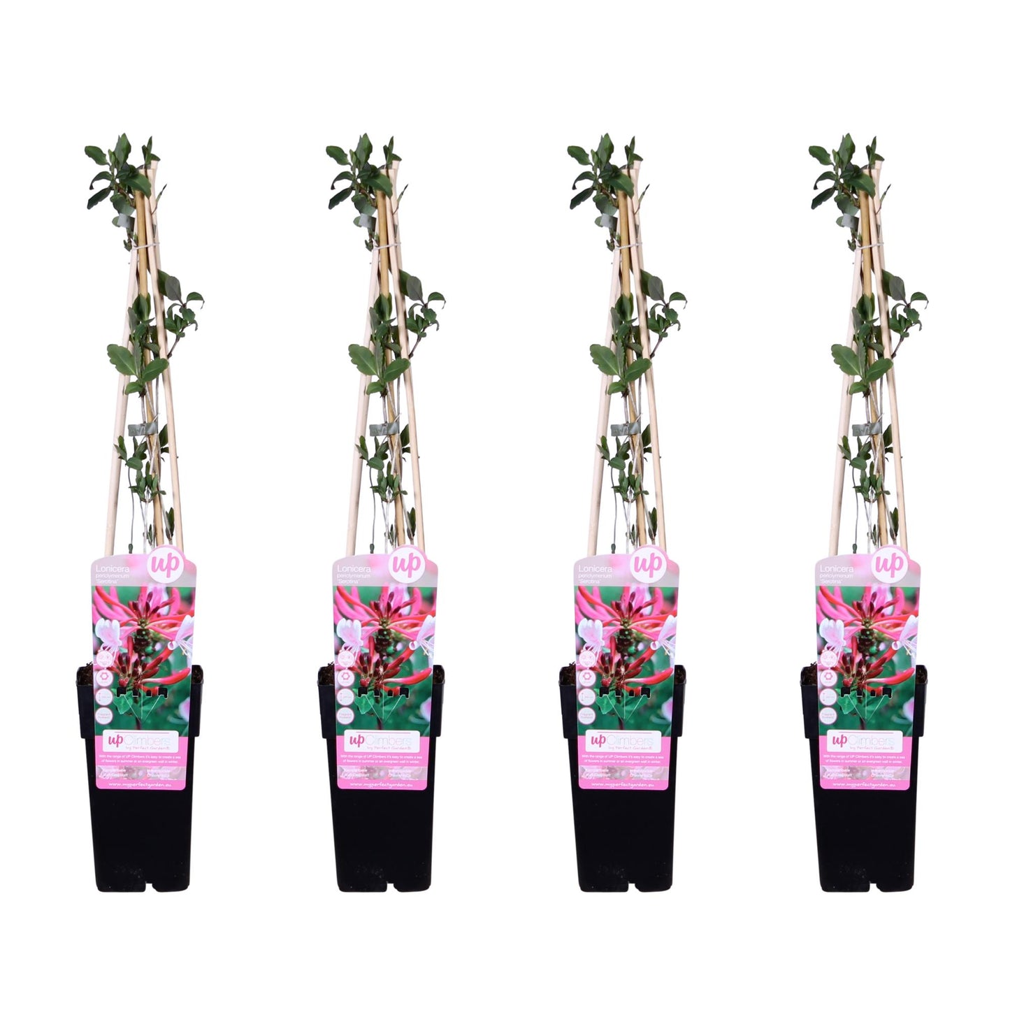 Lonicera periclymenum 'Serotina' – 4 stuks – Geurende klimplant – Tuinplant 65 cm hoog – Potmaat 15 cm