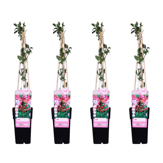Lonicera periclymenum 'Serotina' – 4 stuks – Geurende klimplant – Tuinplant 65 cm hoog – Potmaat 15 cm