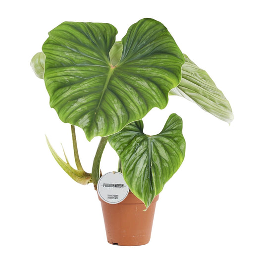 Philodendron Plowmanii kamerplant – Ø15 cm – hoogte ca. 50 cm – tropisch & luchtzuiverend – onderhoudsvriendelijk