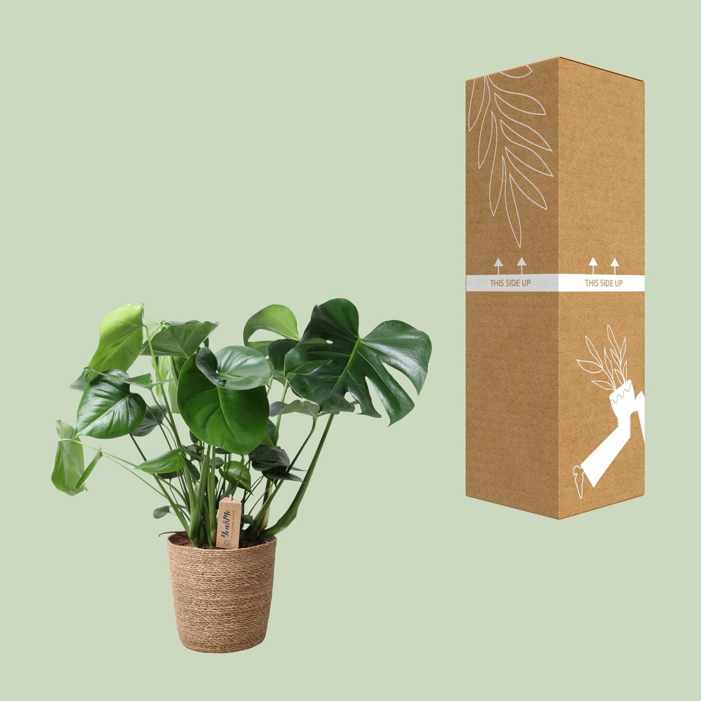 Monstera kamerplant in natuurlijke mand – Ø21 cm – hoogte 60 cm – luchtzuiverend en onderhoudsvriendelijk