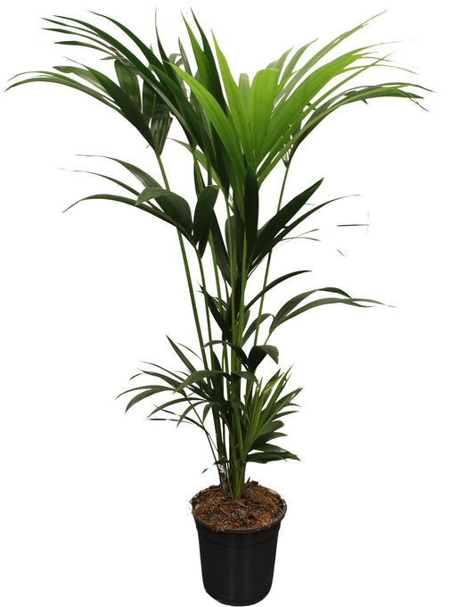 Kentia palm (Howea forsteriana) kamerplant – Luchtzuiverend – Hoogte 120-140cm – Potmaat Ø21cm