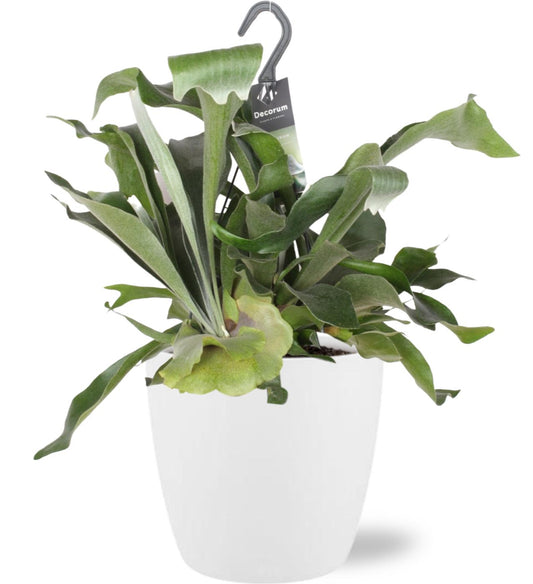 Platycerium Bifurcatum kamerplant – Hertshoornvaren – Ø17 cm pot – 30 cm hoog – inclusief witte sierpot