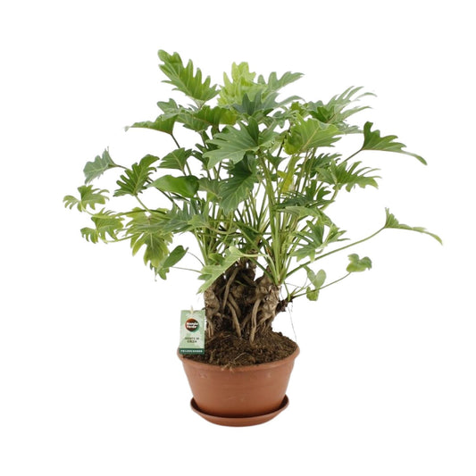 Philodendron Xanadu op stam – Ø22 cm pot – hoogte ca. 50 cm – luchtzuiverende kamerplant – onderhoudsvriendelijk & compact