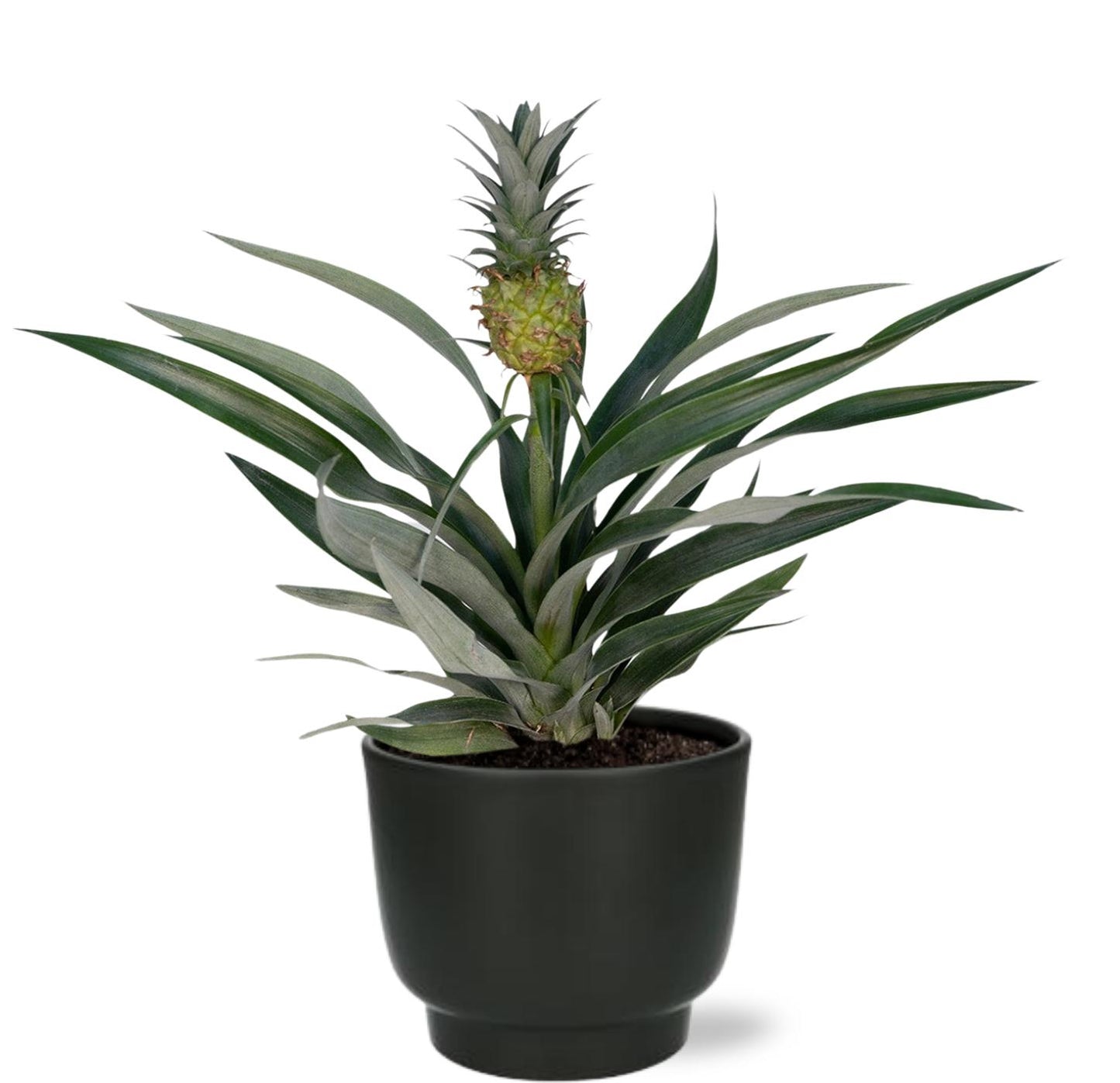 Bromelia Ananas kamerplant – 30cm – Luchtzuiverend – Inclusief zwarte sierpot Ø12cm