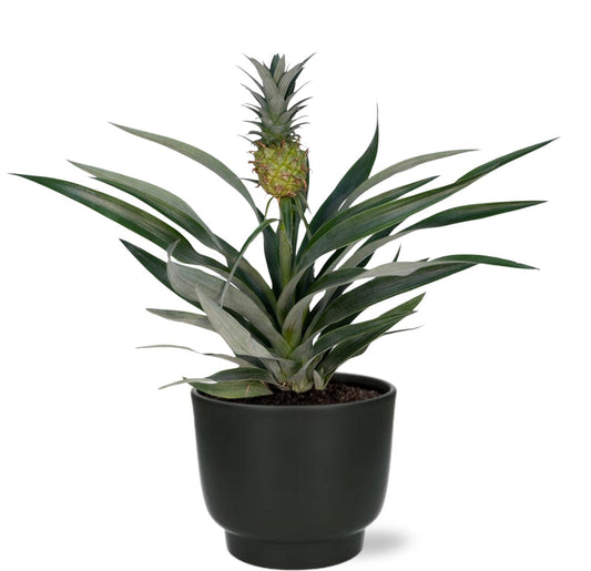 Bromelia Ananas kamerplant – 30cm – Luchtzuiverend – Inclusief zwarte sierpot Ø12cm