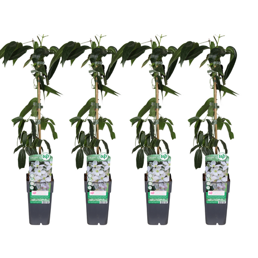 Clematis armandii – 4 stuks – Ø15 cm pot – hoogte ca. 65 cm – wintergroene klimplant met geurige lentebloei