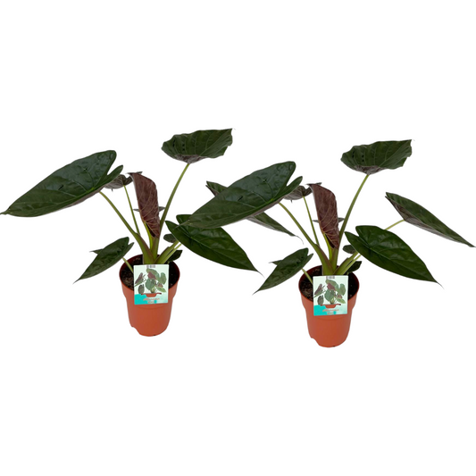 Alocasia Wentii kamerplant – set van 2 – grote luchtzuiverende planten – Ø19cm pot – ca. 85cm hoog