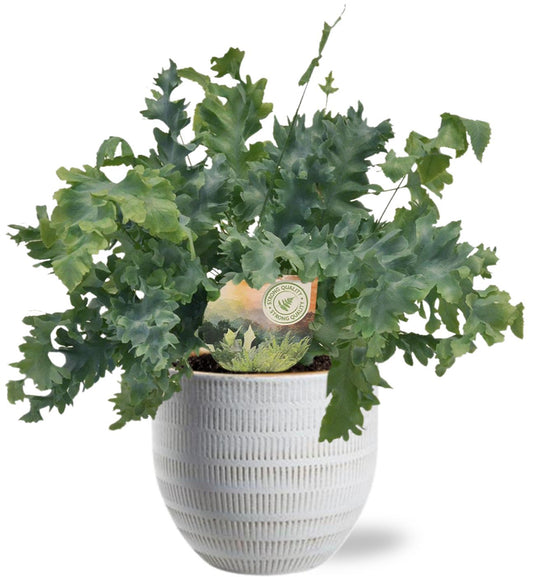 Phlebodium Davana kamerplant – luchtzuiverend – Ø12 cm – hoogte 35 cm – inclusief witte sierpot