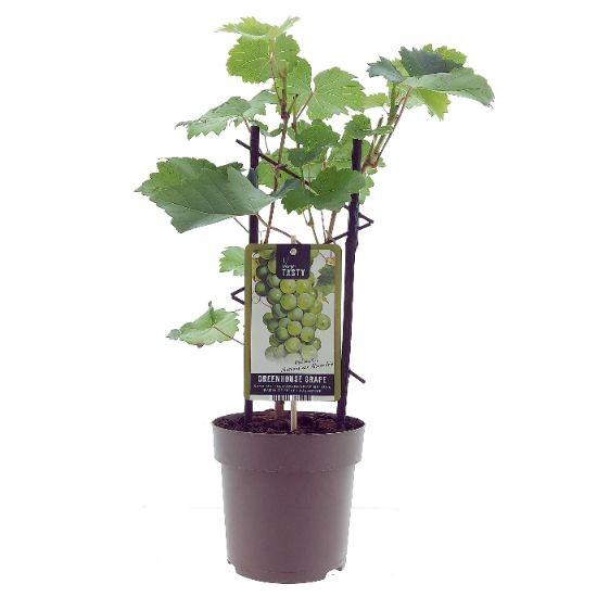 Vitis Muskaat de Alexandrie – druivenplant – Ø15 cm pot – hoogte ca. 40 cm – zoete muskaatdruiven – zonminnende tuinplant