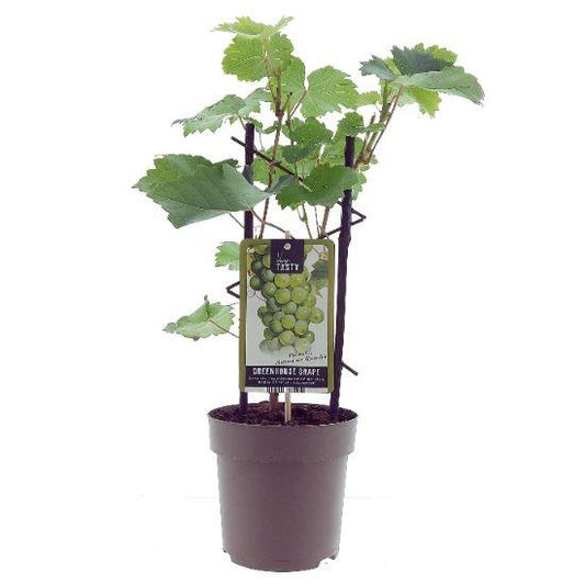Vitis Muskaat de Alexandrie – druivenplant – Ø15 cm pot – hoogte ca. 40 cm – zoete muskaatdruiven – zonminnende tuinplant