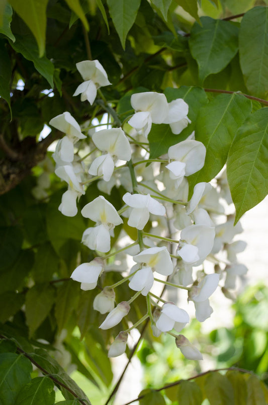 2x Wisteria floribunda ‘Longissima Alba’ tuinplant – witte regen – rijkbloeiende klimplant – Ø15 cm pot – hoogte 65 cm – exclusieve witte bloei