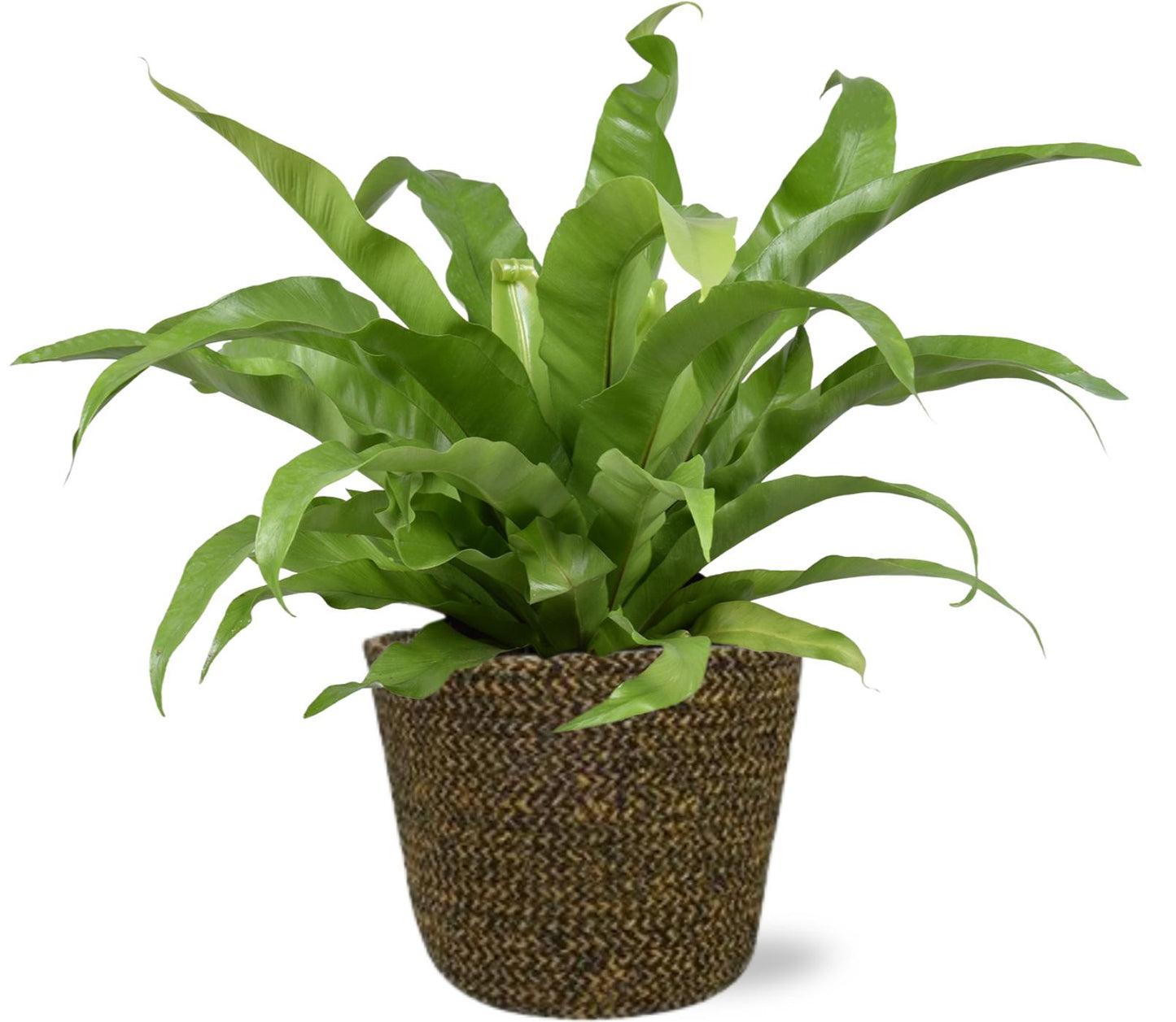 Asplenium Antiquum kamerplant – luchtzuiverend – Ø17 cm pot – ca. 45 cm hoog – inclusief zwarte sierpot