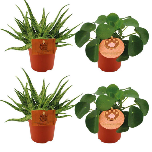 Aloe Spider en Pilea Peperomioides set – 4 onderhoudsvriendelijke kamerplanten – Luchtzuiverend – Potmaat 10,5 cm – Hoogte 10 cm