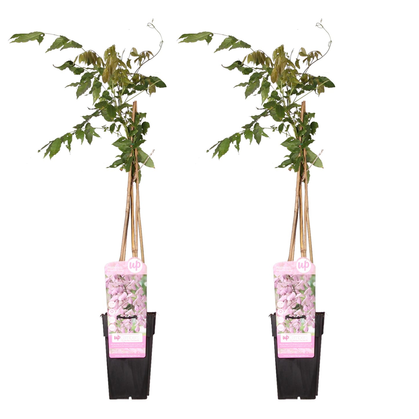 2x Wisteria floribunda ‘Rosea’ tuinplant – roze regen – exclusieve klimplant – Ø15 cm pot – hoogte 65 cm – lange bloemtrossen & rijke bloei