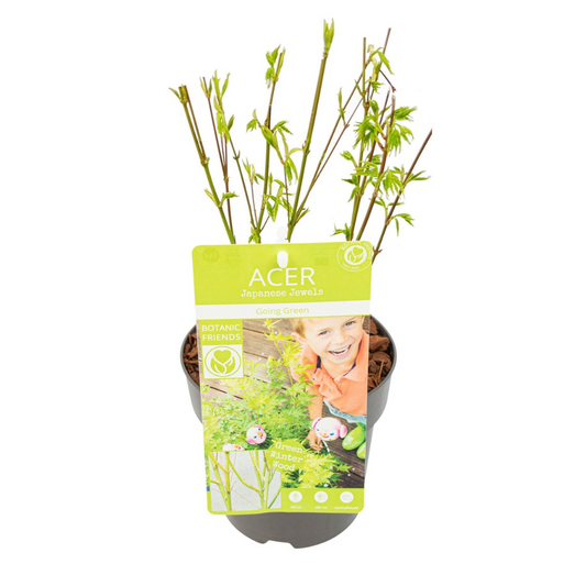 Acer palmatum 'Going Green' tuinplant – Japanse esdoorn Ø15 cm – hoogte 50 cm
