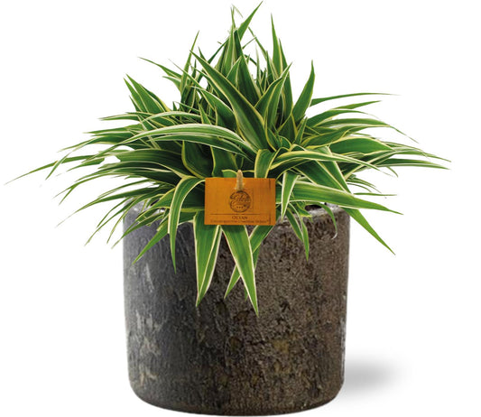 Chlorophytum Ocean kamerplant – Ø15 cm – hoogte 25 cm – inclusief bruine sierpot D16x14 cm